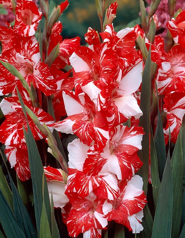 Гладиолус Зизани 