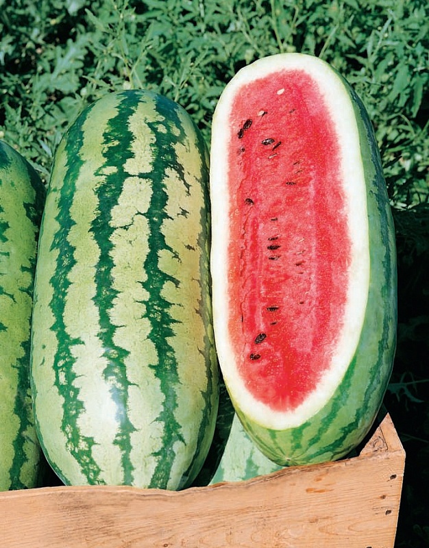 Арбуз Скоростная Торпеда F1 (УД) 5 шт цв п