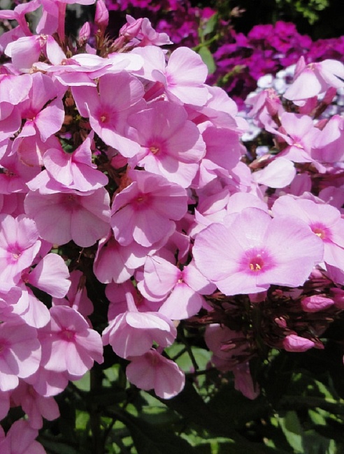 Флокс Пинки Хилл 1 шт Р9