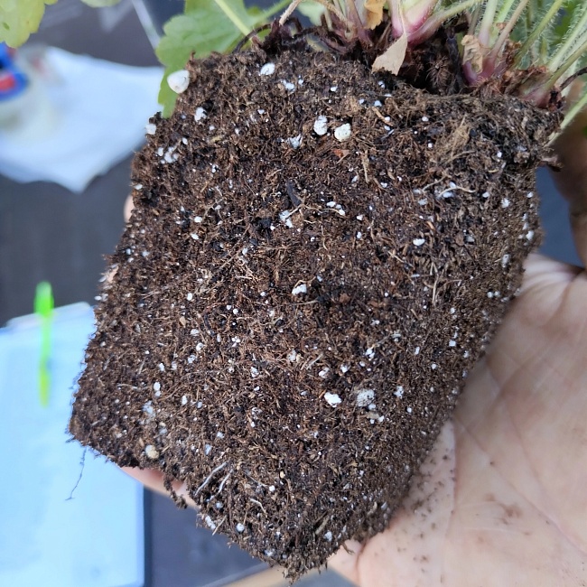 Земляника садовая Априка  1 шт р9