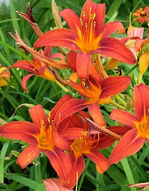 Лилейник Сэмми Рассел