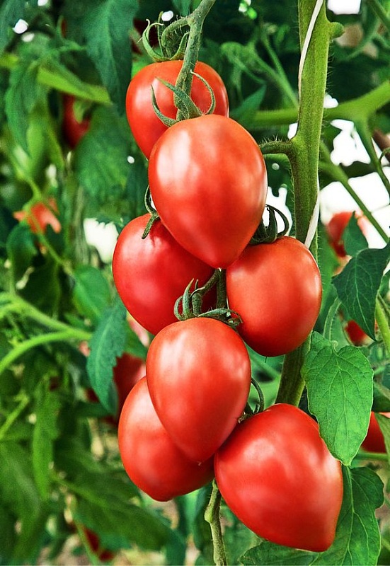 Томат Мон Амур F1 (Селекция "ВХ") 0,05 гр цв.п