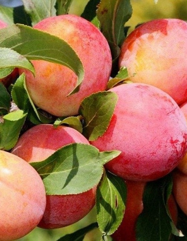 Слива Болховчанка 