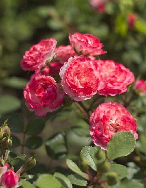 Роза фарниенте Пат де Велюр