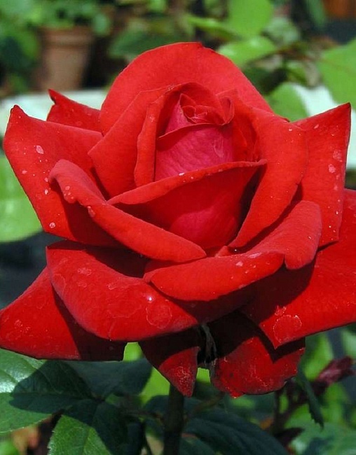 Роза чайно-гибридная Гранд Аморе 1 шт