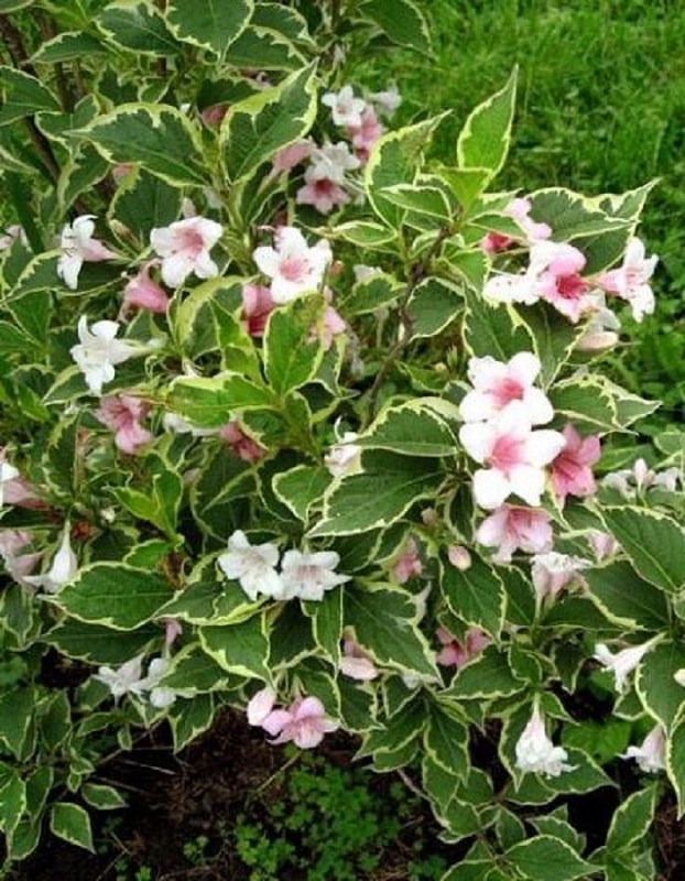 Вейгела Нана вариегата 1 шт Р9