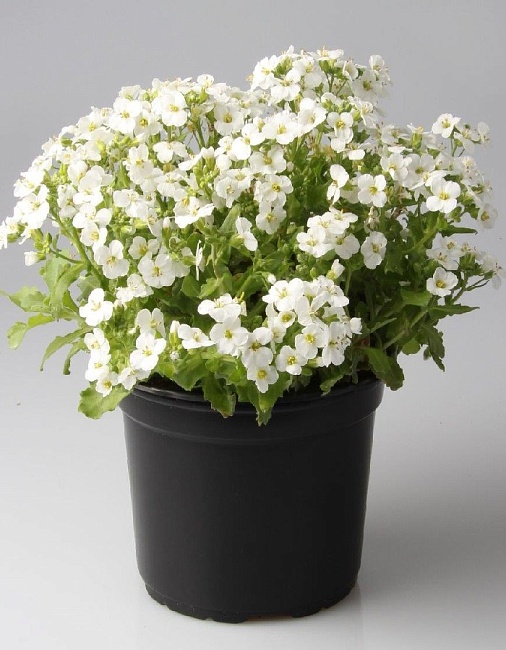 Арабис кавказский Кэтвок Вайт ASF 1 шт Р9