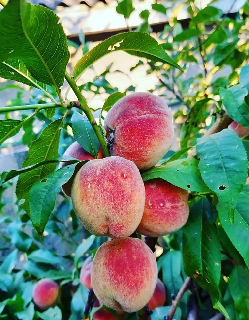 Персик Фаворит Мореттини 