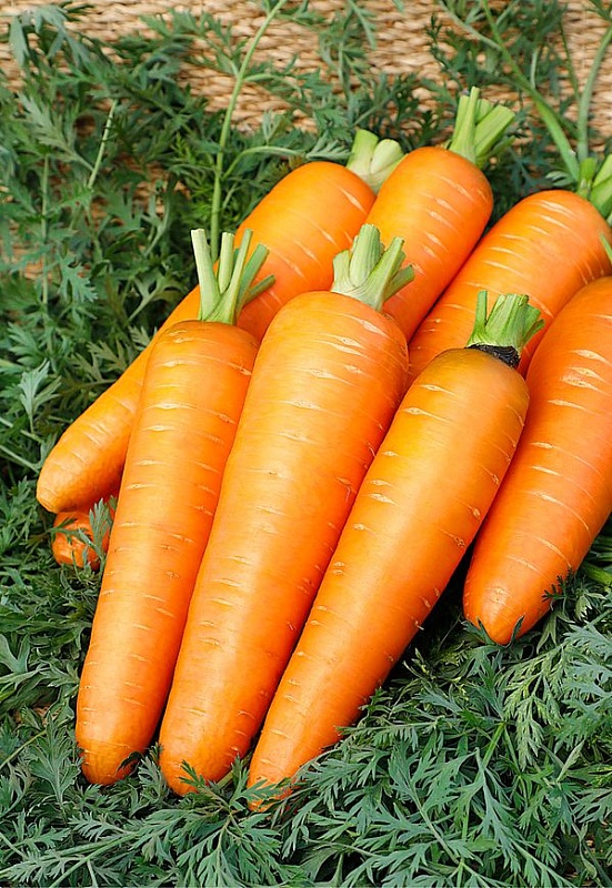 Морковь Каскад F1 (Bejo Zaden) 0,5 г цв.п.