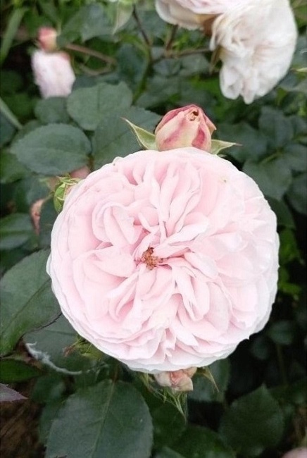 https://agrosemfond.ru/catalog/rozy_1/floribunda/roza_floribunda_mariya_tereziya_1_sht/