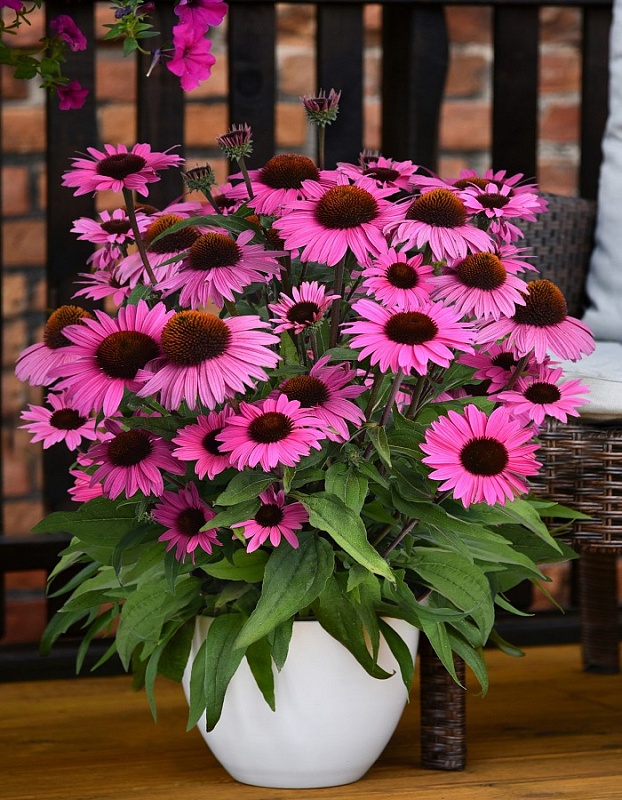 Эхинацея пурпурная Ливадия ASF 