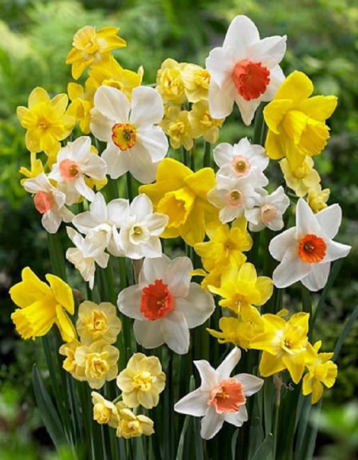 Набор "Нарциссы многоцветковые"  6 шт