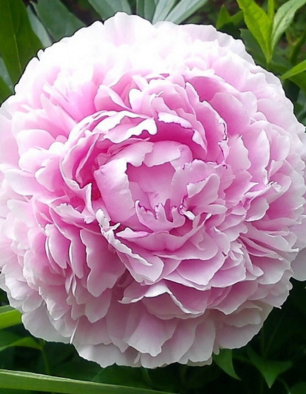 Пион травянистый Сара Бернар 