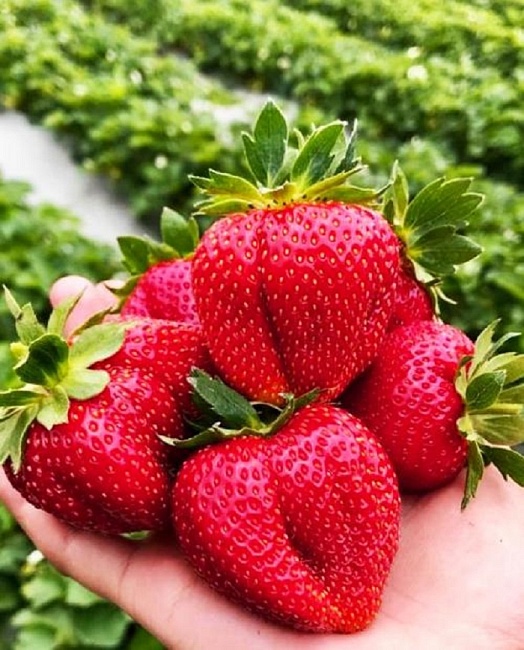 Земляника садовая Мармолада 