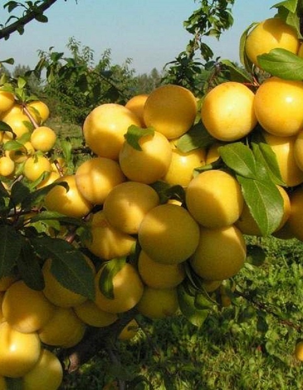 Слива Завет 