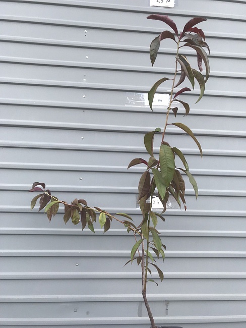 Персик Вайн Голд 1 шт 