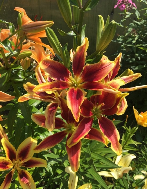 Лилия Авалон Сансет