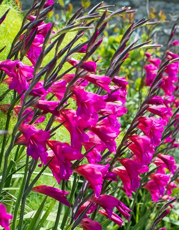 Гладиолус Византийский (Byzantinus)