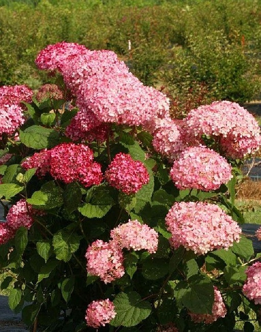 Гортензия древовидная Пинк Пинкушен 1 шт Р9