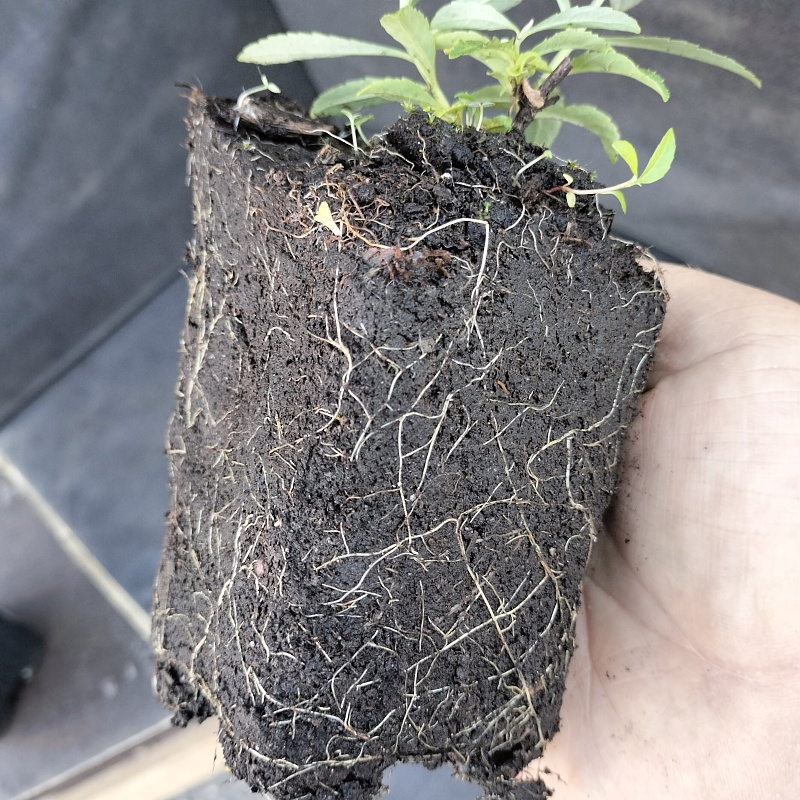 Буддлея красно-желтая Флауэр Пауэр 1 шт Р9