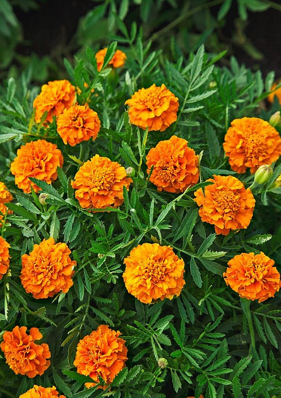 Бархатцы отклоненные махровые Петит оранжевый 0,5 гр