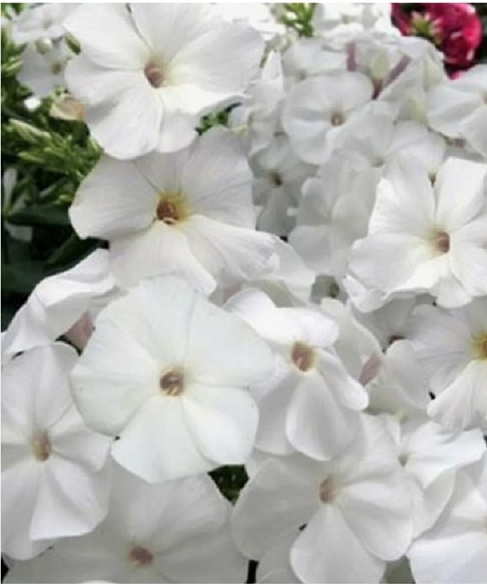 Флокс Пина Колада 1 шт Р9