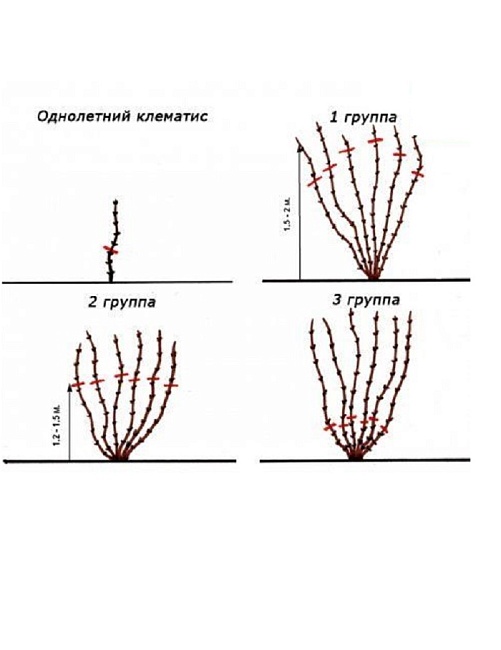 Клематис Клаудберст 1 шт Р9