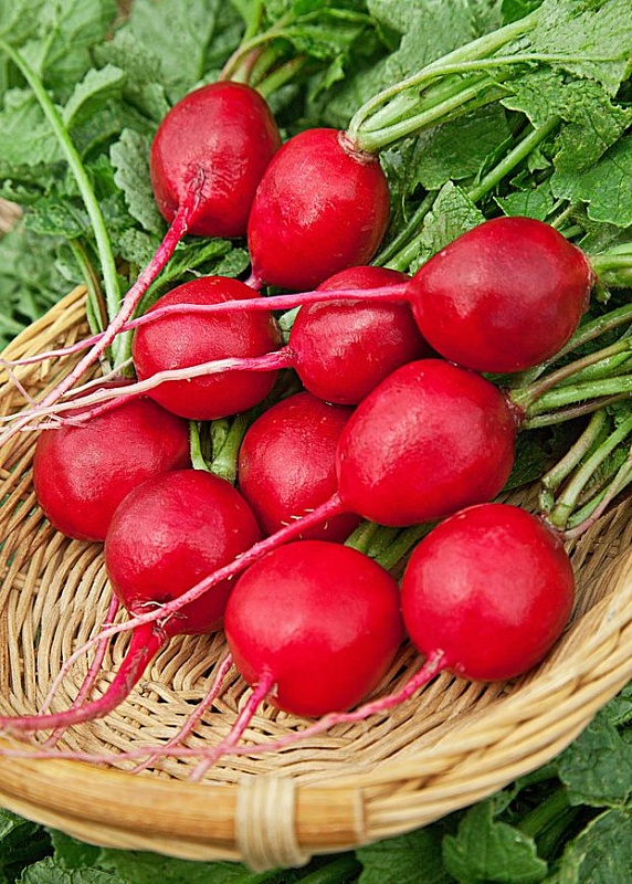 Редис Селеста F1 1 г цв.п.