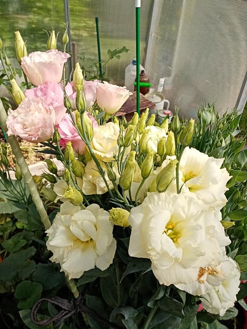 https://agrosemfond.ru/catalog/semena_tsvetov/eustoma/eustoma_semena/eustoma_krupnotsvetkovaya_avs_smes_5_sht/