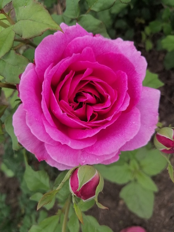 Роза кустовая Янг Люсидас