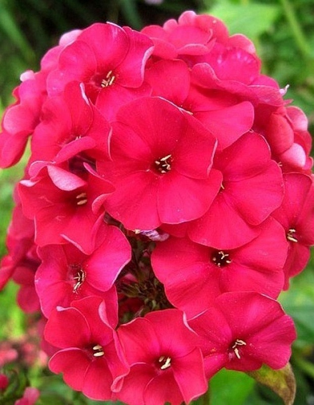 Флокс Мисс Мэри 