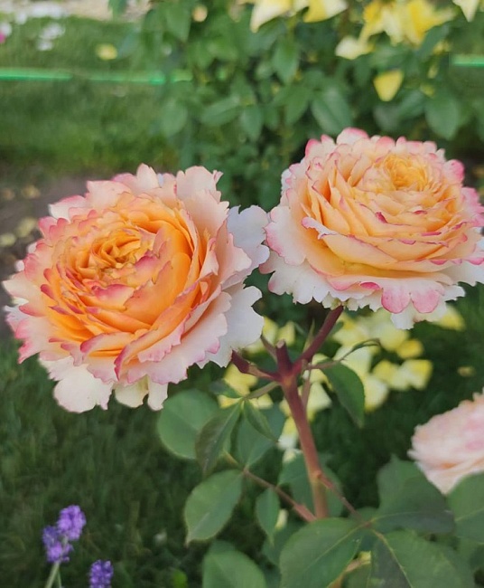 Роза чайно-гибридная Каралуна