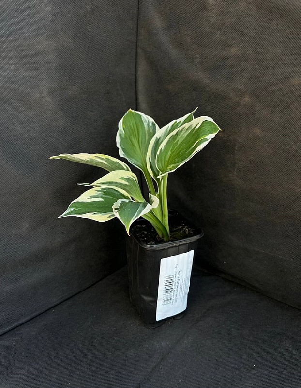 Хоста Патриот