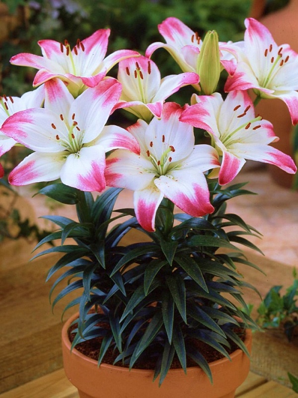 Лилия Лоллипоп 