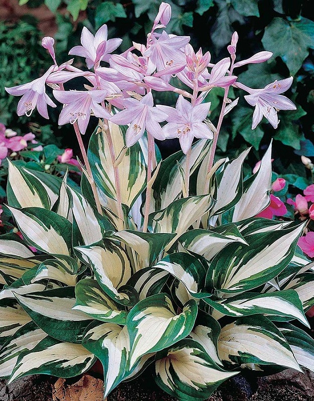 Хоста Огонь и Лед