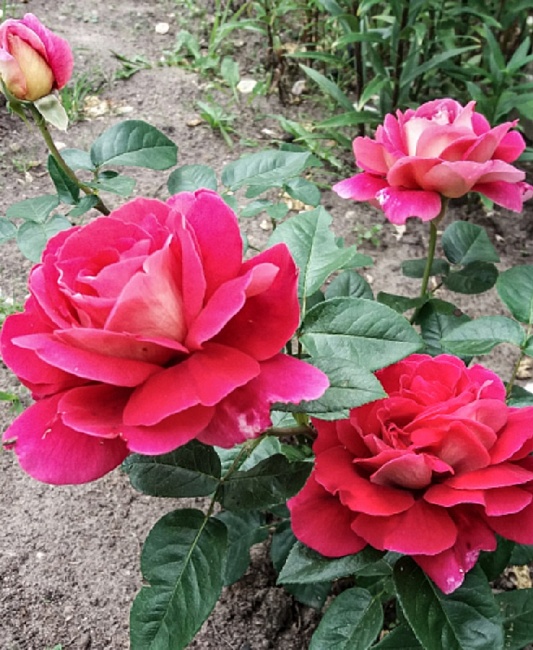 Роза чайно-гибридная Кроненбург 