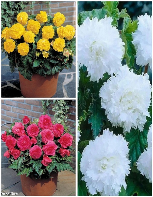 Микс бегоний бахромчатых Притяжение 3 шт.