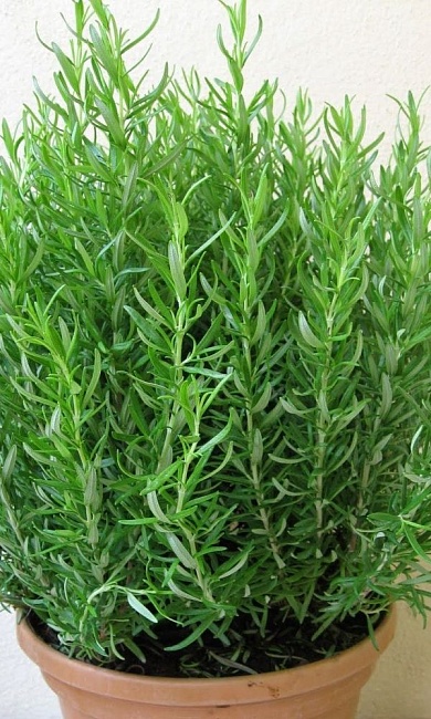 Эстрагон (тархун) Гудвин (УД) 0,03 гр