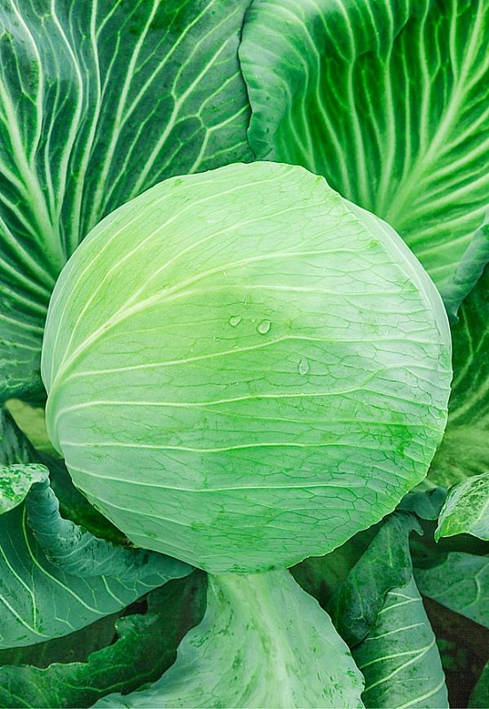 Капуста белокочанная Новатор F1 10 шт. ц.п.