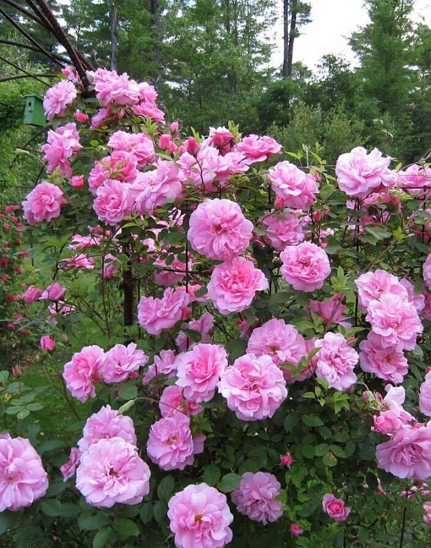 Роза парковая Джон Дэвис