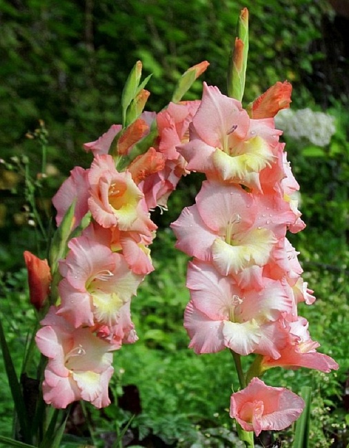 Гладиолус Кэрлесс 