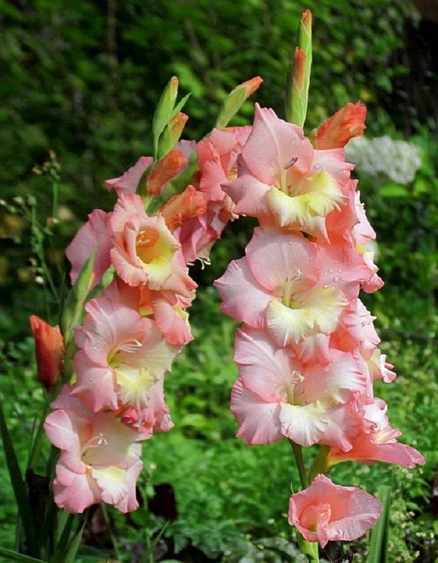 Гладиолус Кэрлесс 