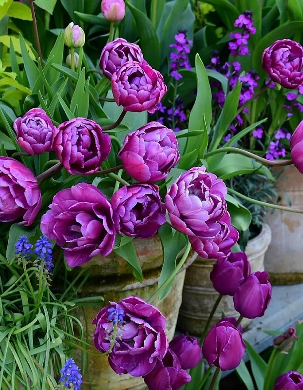 Тюльпан Блю Диамонд 1 уп. (3шт.) 