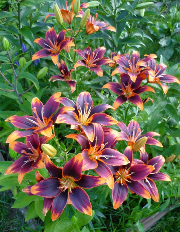 Лилия Форевер Сьюзан 