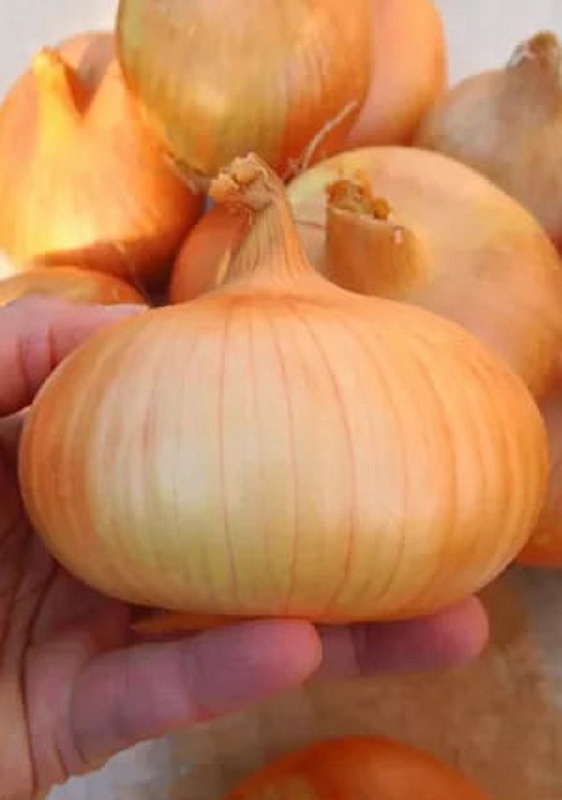 Лук репчатый Спасский местный улучшенный (УД) 0,3 гр. цв.п.