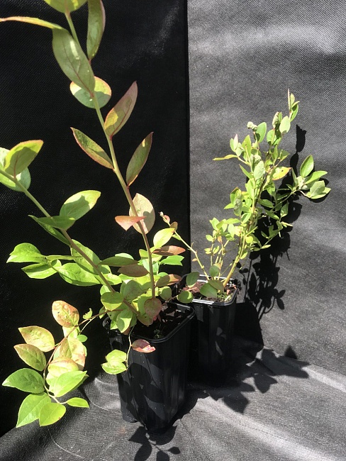 Голубика высокорослая Блюкроп 1 шт 