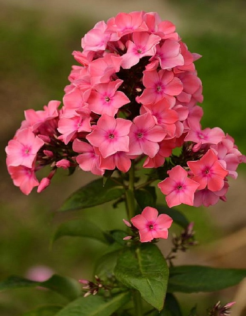 Флокс Виндзор