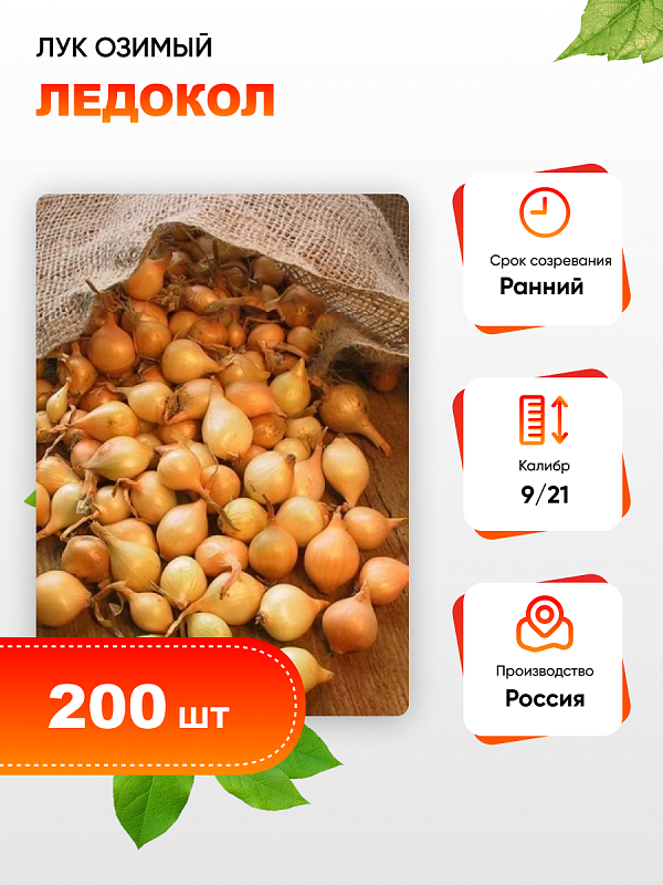 Лук озимый Ледокол (калибр 9/21) 200 шт