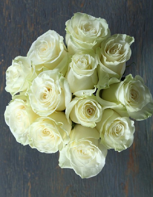 Роза чайно-гибридная Мондиаль 