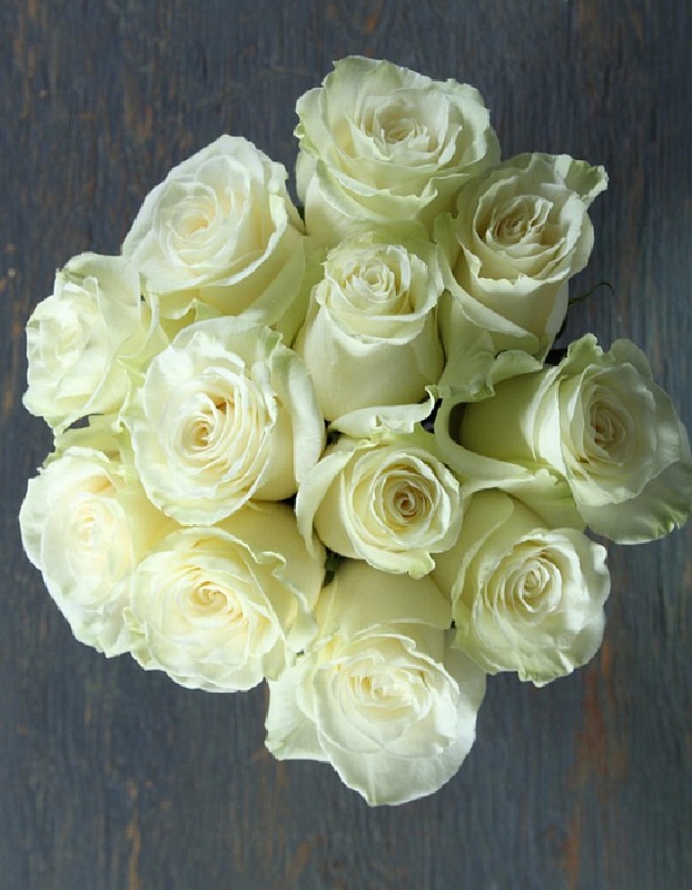 Роза чайно-гибридная Мондиаль 